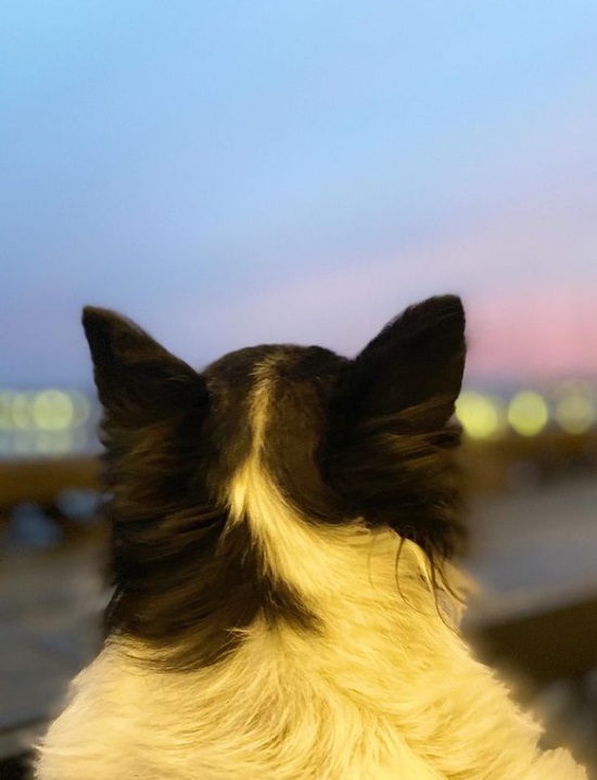 犬の写真